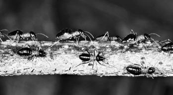 Kdyby přišla nějaká velká epidemie, přírodě na Zemi by to rozhodně prospělo. Ale samozřejmě mají.