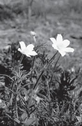 Obr. 3.: V řešeném území se sporadicky vyskytl ohrožený koniklec alpský (Pulsatilla alpina subsp. austriaca). Foto J. Málková. Fig. 3.: There rarely occured endangered alpine pasque flower (Pulsatilla alpina subsp.