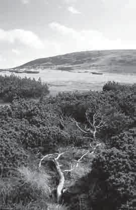 Obr. 5.: Rozvolněné klečové porosty na hřebenech východních Krkonoš. Foto J. Málková. Fig. 5.: Scattered dwarf pine bushes on the Western ridge of the Giant Mts.