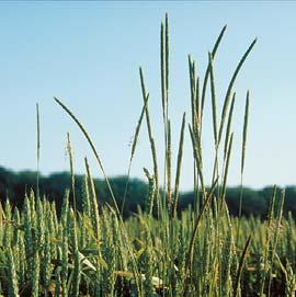 Výdrol jílků 0,5 0,6 l/ha Atlantis