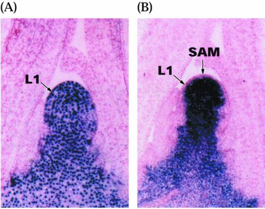 Buňky Buňky apikálního apikálního meristému meristému jsou jsou symplasticky symplasticky propojeny propojeny --plasmodesmy