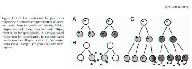 CLONAL CLONAL AND