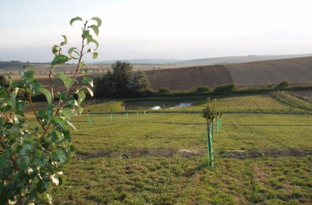 Mokřad Nenkovice