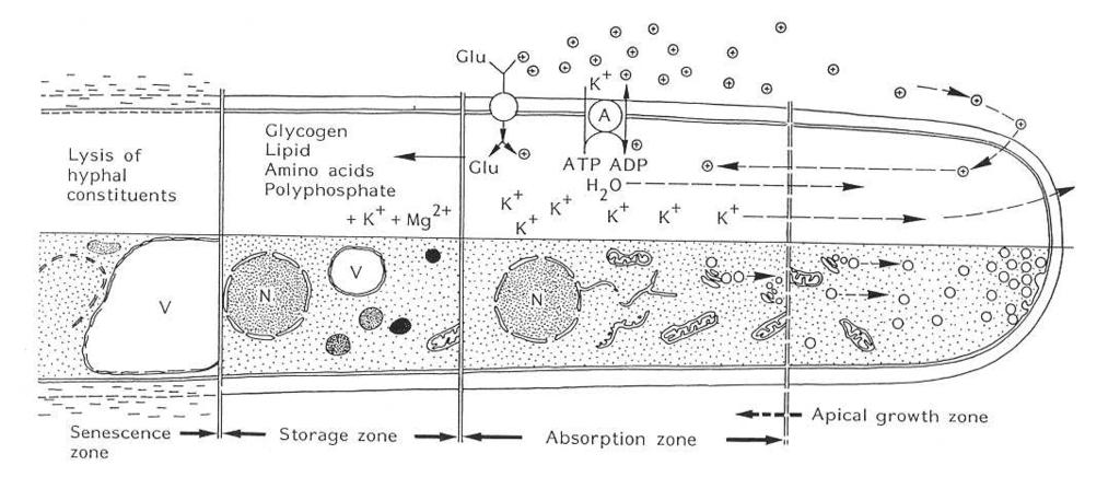 Hyfa z hlediska fyziologické funkce absorpce a transformace živin Cirkulace protonů proti gradientu