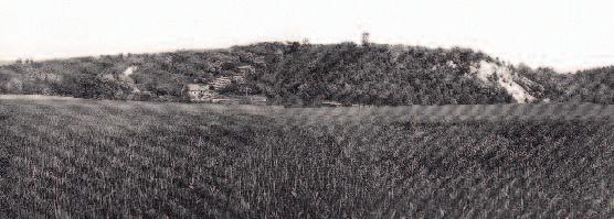 Současná rozloha lesoparku činí 146,9 ha, z toho lesní porosty zabírají rozlohu 114,7 ha. Nejvíce zastoupenými dřevinami jsou dub letní a zimní, borovice lesní, lípa srdčitá a mod řín evropský.