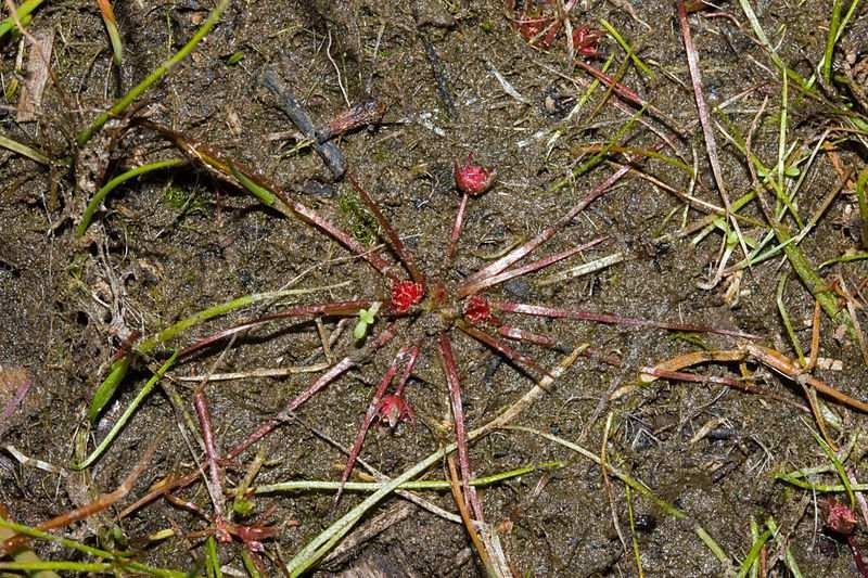 Řád Nymphaeales** Family Hydatellaceae rather small more or less caespitose and often annual aquatic (submerged or not) herbs distribution: India, New Zealand and Australia, 1/10 Trithuria