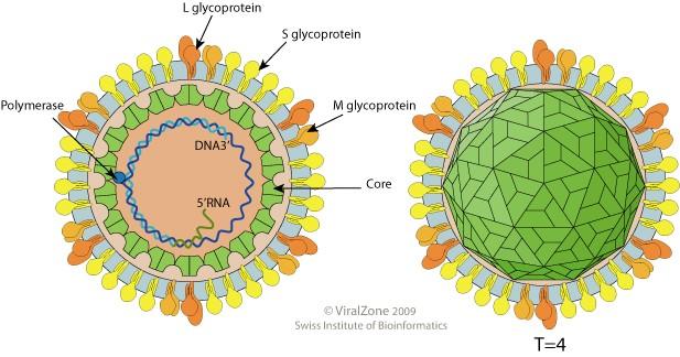 Hepatitis B virus obalený,