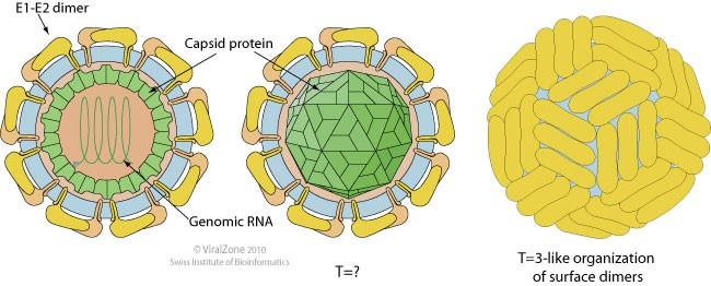 Hepatitis C