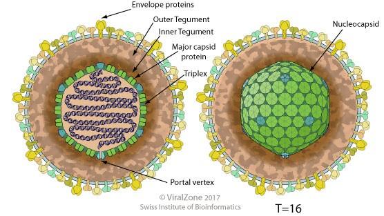 Herpetické viry (2) obalený,