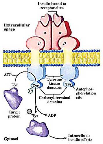 Insulinový receptor 200kDa Dva heterodimery spojené disulfidickými můstky a - podjednotka váže inzulín