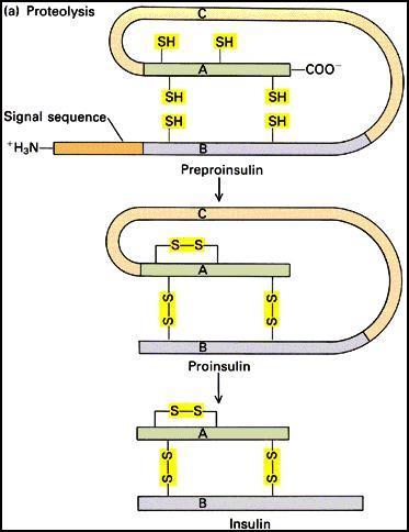 Insulin v hlavní roli Polypeptid složený ze dvou řetězců (21 a 30 AK) spojených