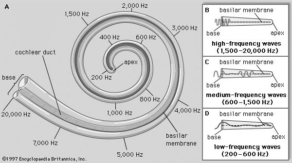 http://galileo.phys.virginia.edu/classes/304/cochlea1.gif, 19.