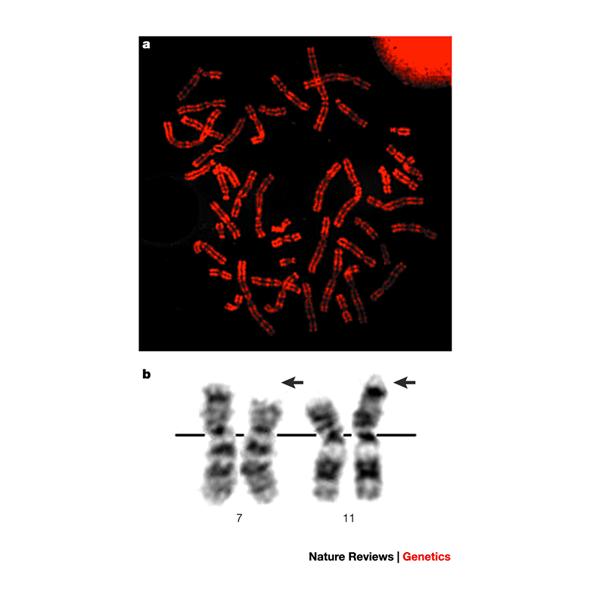 Q proužky (quinacrine) Tyto proužky byly zavedeny jako první metoda diferenciálního barvení chromosomů již na konci 60. let minulého století.