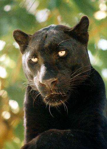 (Felis catus) a levharta (Panthera pardus) jako autozomálně recesivní a u jaguára (Panthera onca) jako autozomálně dominantní.