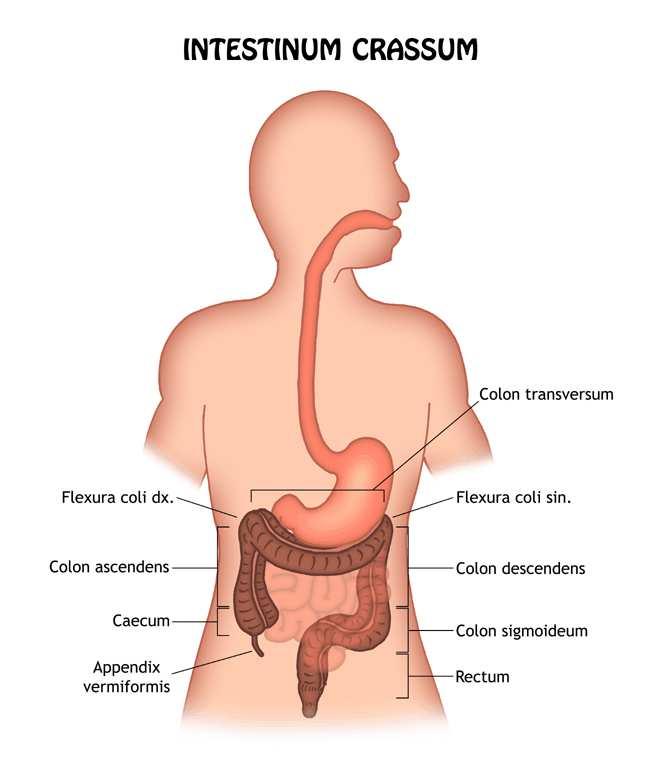 natomie a fyziologie https://phix.zcu.cz/moodle/mod/book/tool/print/index.php?id=73953 4 z 5 26.3.2016 9:10 Zdroj obrázku: http://www.wikiskripta.eu, autor Icewalker Literatura: ČIHÁK, Radomír.