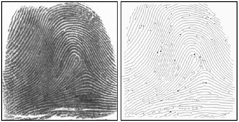 Na obrázku 3.8 je pak zobrazen příklad zpracování a konečné detekce markantů na skutečném otisku prstu [11].