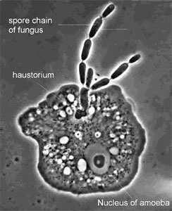 č: Pipthocephalidacea - Syncephalis,