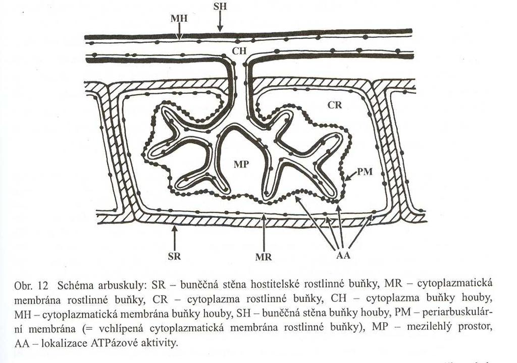 Arbuskula orgán uvnitř buňky kořenové kůry, vidličnatě větvená hyfa