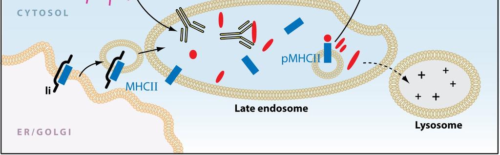 TCR byly nalezeny ve středu kontaktu mezi oběma buňkami a tato oblast byla pojmenována csmac (central supramolecullar activation cluster), adhezivní molekuly LFA1 (lymphocyte function-associated