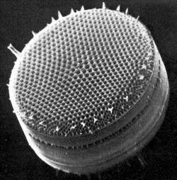 třída Bacillariophyceae - systém Coscinodiscophycidae (syn.