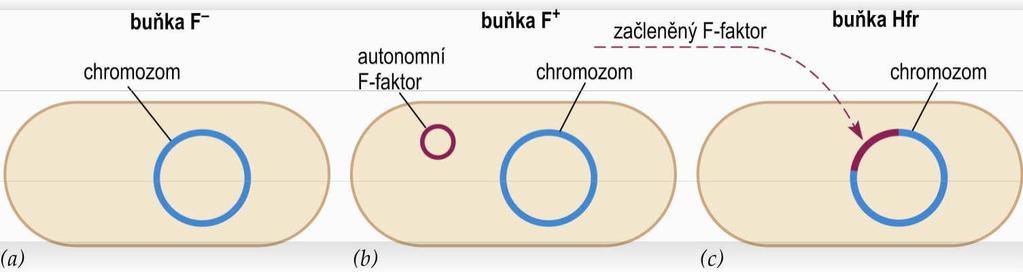 Charakter