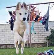 body 21 gatsby zlechov sibiřský husky 5. 6. 7. 8. body 6 marley uh.