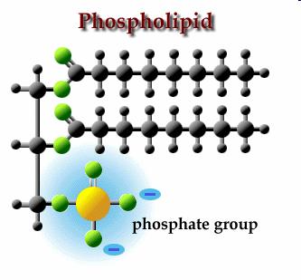 fosfolipidů (PS, PCh,