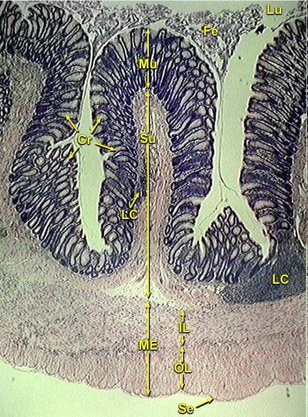 Krypta kolonu This low magnification view of the colon shows: 1) the lumen (Lu), containing fecal matter (Fe); 2) the mucosa (Mu), containing crypts of Lieberkuhn (Cr); 3) the submucosa (Su)