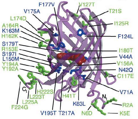 Obr. 4 Struktura monomerního červeného fluorescenčního proteinu mrfp1 Na obrázku jsou pomocí jednopísmenových