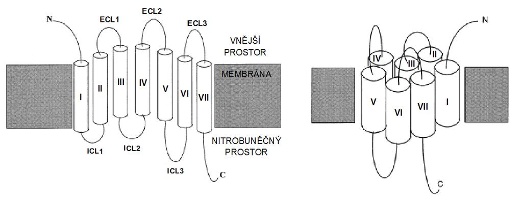 pro příslušný G protein je obecně vytvářeno z intracelulárních smyček, C-koncové části receptoru a intracelulárních konců TM šroubovic (Nygaard a kol., 2009). Obr.