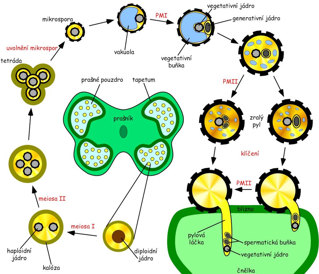 Teoretický úvod Samčí gametofyt krytosemenných rostlin (pylové zrno) se působením dlouhodobých evolučních tlaků vyvinul do struktury tvořené třemi haploidními buňkami.