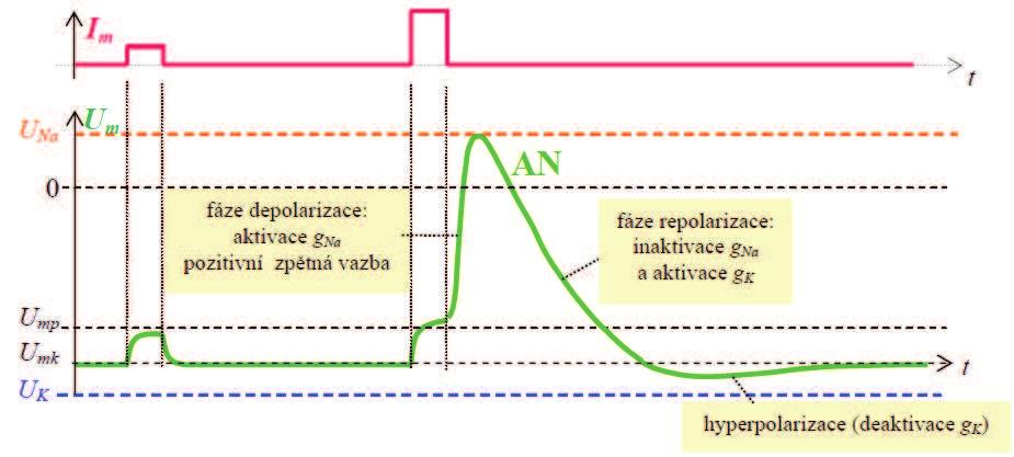 2. 3 Akční napětí Akční napětí (U mp ) vzniká pouze na excitabilních buňkách, které jsou schopné generovat elektrické impulsy.
