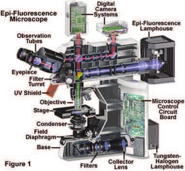 4. Fluorescenční mikroskopie Fluorescenční mikroskopie je jedním ze základních nástrojů využívaných v oblasti biologie a biomedicíny.