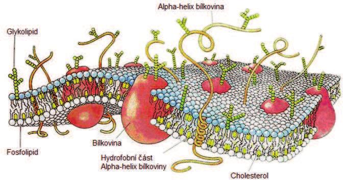 2. Fyziologický základ 2. 1 Struktura a vlastnosti buněčné membrány Z elektrického hlediska není podstatné zabývat se buňkou a jejími vnitřními strukturami a organelami.