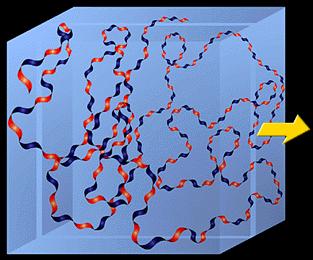 2.1.1.2 Polymerní struktura Enzymy hyaluronan syntázy produkují velké lineární polymery hyaluronanu střídavým přídavkem glukuronové kyseliny a N-acetylglukosaminu do rostoucího řetězce použitím