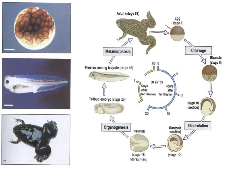 laevis) Xenopus life cycle Studium vývojové, buněčné, molekulární biologie, využití v embryologii, fyziologii, toxikologii dobrá znalost