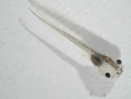 R.sylvatika (stadium 23-25), možno i drápatka larvy