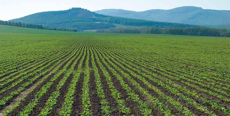 Cukrovka Herbicidy Herbicidní program BASF v cukrovce Ing.