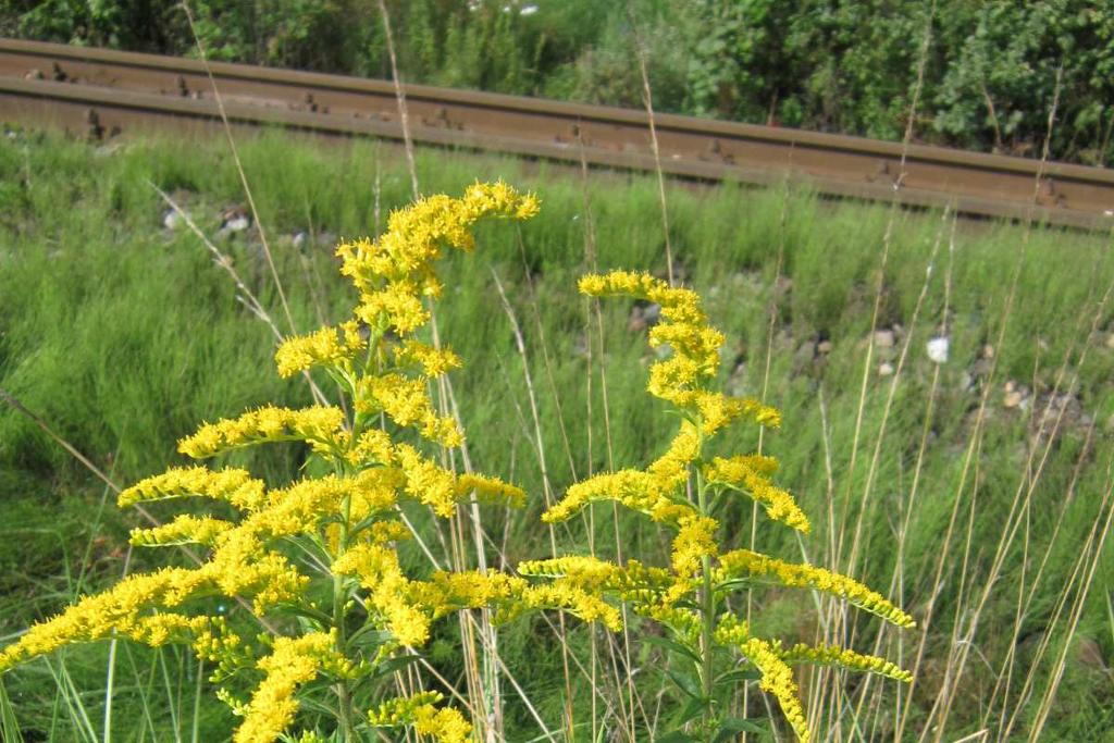 (Conyza canadensis).