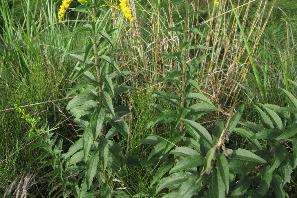 kanadský (Solidago