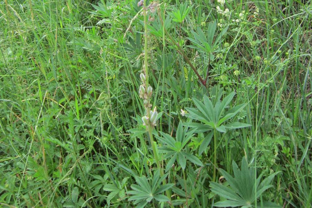 mnoholistá (Lupinus