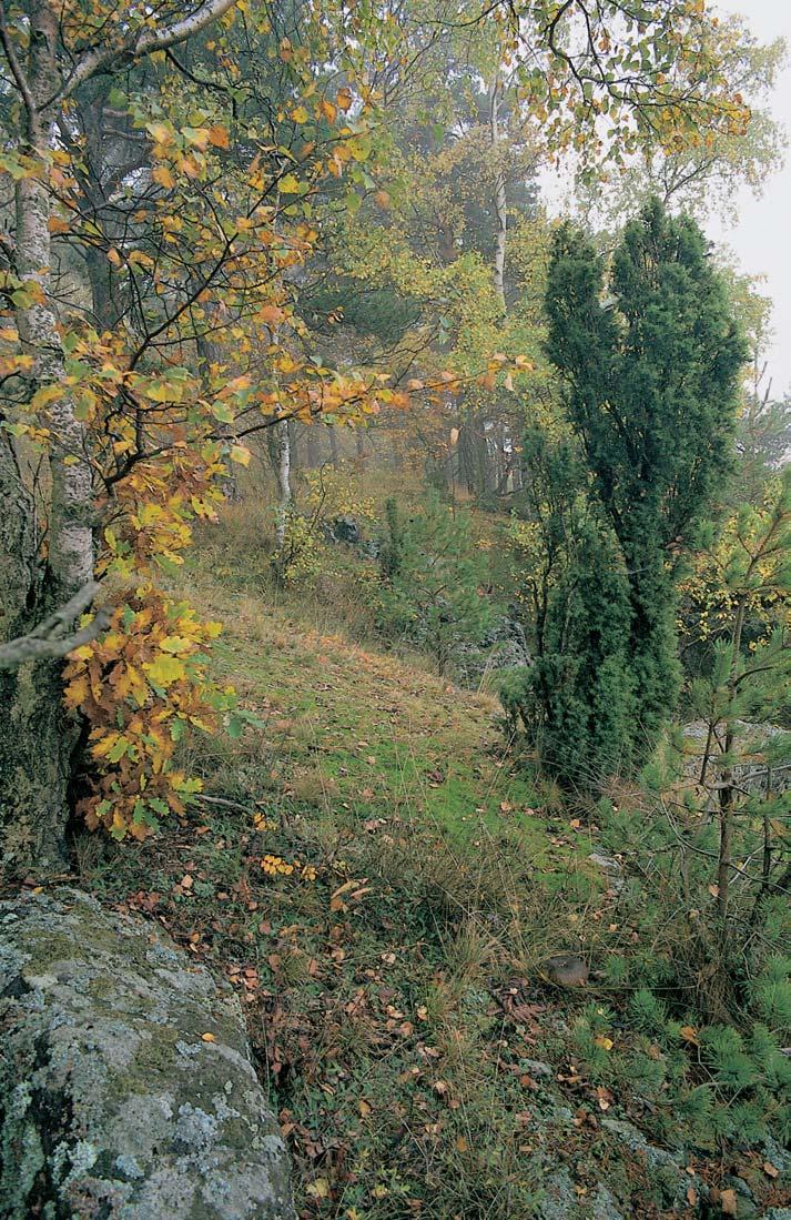 PlzeÀsko a Karlovarsko 2 sione montana), smûlkem jehlancovit m (Koeleria pyramidata), tírovníkem rûïkat m (Lotus corniculatus), chlupáãkem zedním (Pilosella officinarum), mochnou jarní (Potentilla