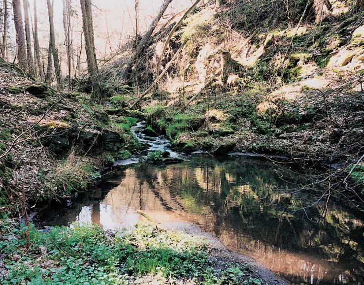PlzeÀsko a Karlovarsko 2 montana), silenka nicí (Silene nutans), tolita lékafiská (Vincetoxicum hirundinaria), fiimbaba chocholiãnatá (Pyrethrum corymbosum), pry ec chvojka (Tithymalus cyparissias),