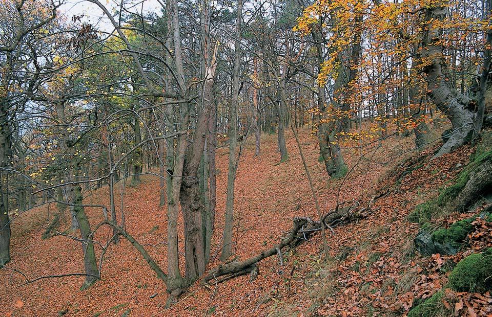 Okres PlzeÀ-sever památka Osojno Zbytek pfiirozeného lesního porostu na západním svahu a vrcholové plo inû vrchu HÛrka (574 m 