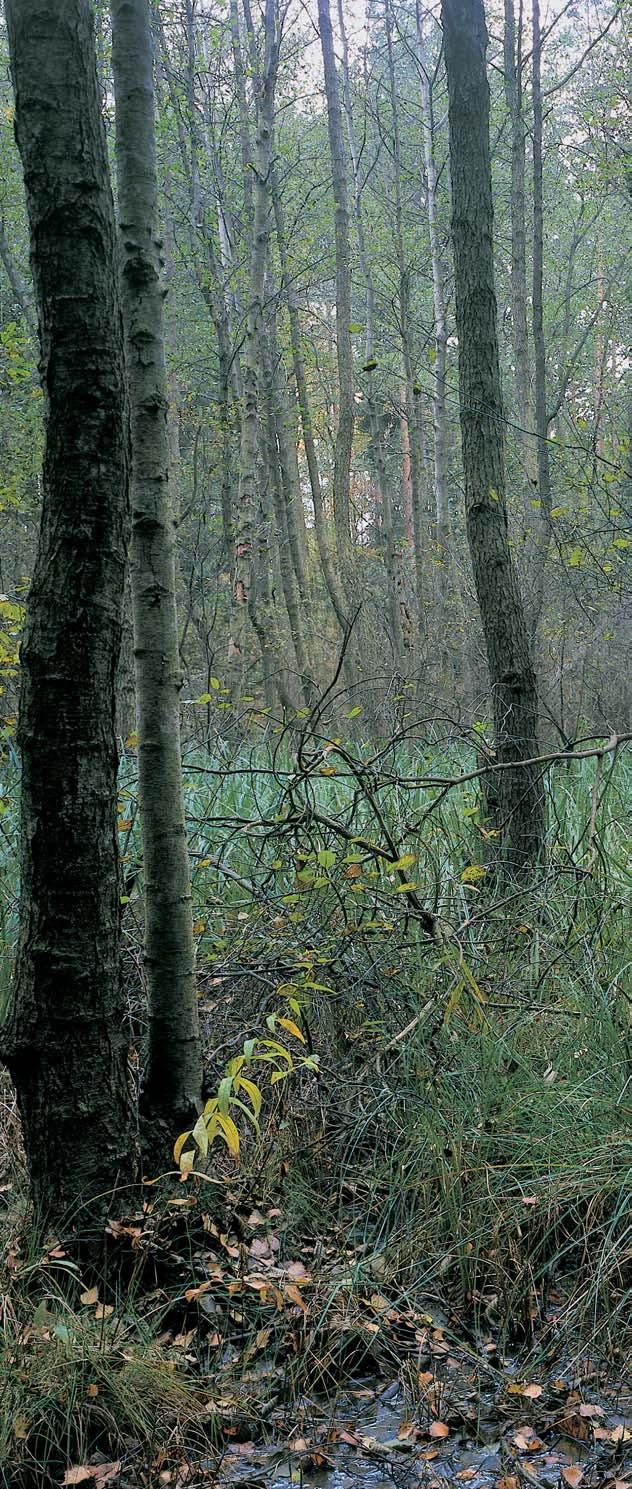 PlzeÀsko a Karlovarsko rezervace Petrovka Údolí Boleveckého potoka a pfiilehlé jiïní stránû s borov mi porosty asi km severnû od severního okraje zástavby mûsta Plznû, západnû od silnice PlzeÀ Ledce.