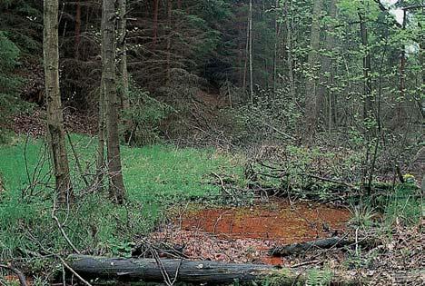 Okres PlzeÀ-sever prstnatec májov (Dactylorhiza majalis) aj. ZVÍ ENA Pfii inventarizaãním prûzkumu bylo zji tûno 32 druhû ÏivoãichÛ, z toho 86 bezobratl ch. Vesmûs jde o bûïnou faunu borov ch lesû.