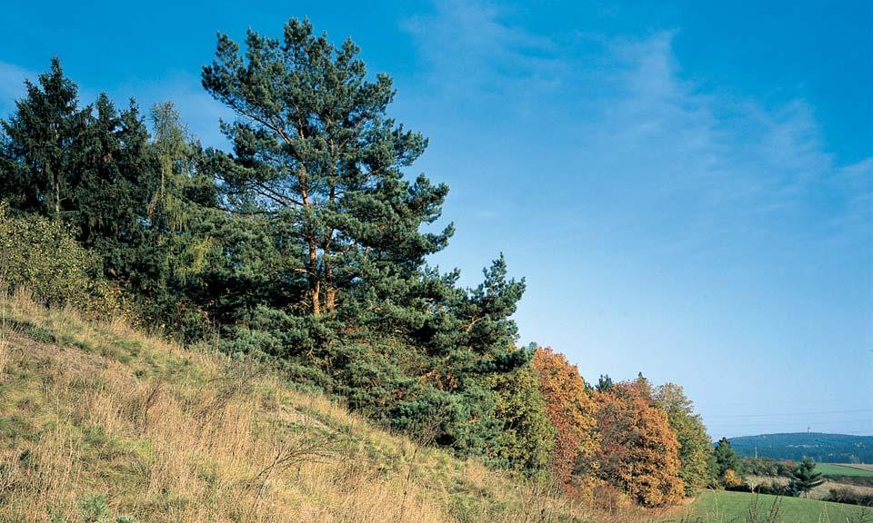 PlzeÀsko a Karlovarsko 2 GEOLOGIE NejjiÏnûj í poloha tfietihorních neovulkanitû vâeském masivu geneticky náleïí mezi ojedinûlá drobná tûlesa vulkanitû na jiïní periferii Doupovsk ch hor, s nimiï má