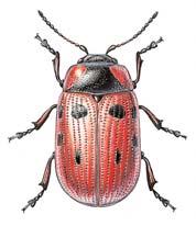 PlzeÀsko a Karlovarsko 2 sicifolia) aj. V mechovém patfie dominuje kostrbatec tfiíkout (Rhytidiadelphus triquetrus).