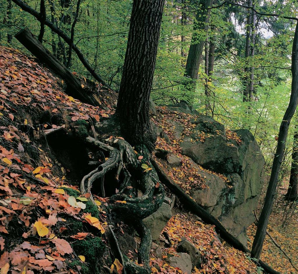 PlzeÀsko a Karlovarsko GEOLOGIE Celé území rezervace tvofií prav erozní svah údolí Berounky, kter je na nûkolika místech poru en pfiíãn mi erozními r hami.