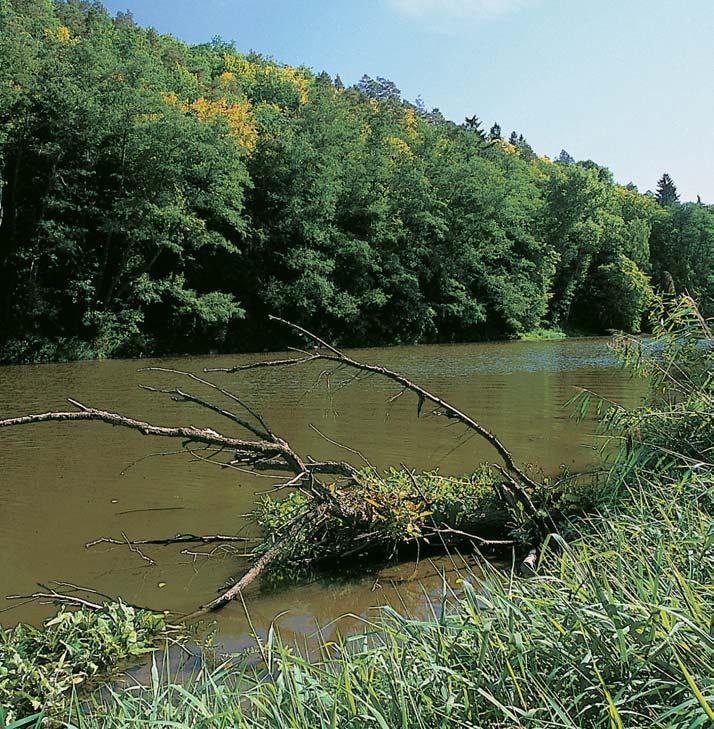 pseudoplatanus), líska obecná (Corylus avellana) a svída krvavá (Swida sanguinea) a vbylinném patru roste sasanka hajní (Anemonoides nemorosa), s. pryskyfiníkovitá (A.